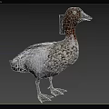 Australian mane duck Australian mane duck Australian mane duck animal 3d model