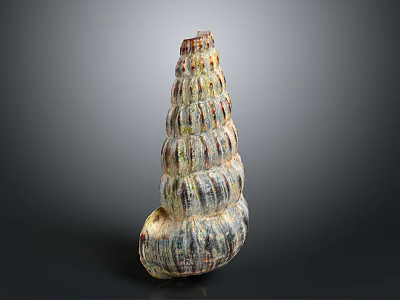 Natural Colorful Spiral Conch Shell With Detailed Textured Patterns On Dark Background 3d model