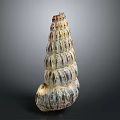 Natural Colorful Spiral Conch Shell With Detailed Textured Patterns On Dark Background