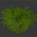 Tall Green Bamboo Plants With Small Lantern On Circular Green Base
