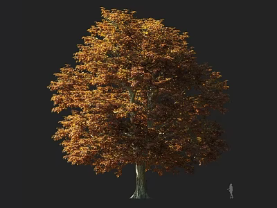 Autumn Arbor Featuring Orange Yellow Leaves Tall Trunk Lush Canopy And Human Figure 3d model