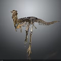 Detailed Prehistoric Dinosaur Skeleton Standing With Lifelike Stance In Scientific Museum Exhibit