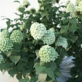 Lush Green Shrub With White Flowers And Dense Foliage For Garden Landscaping