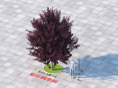 Purple Leaf Chokecherry Tree With Dark Purple Foliage 3 Meters Height On Gray Tile Ground 3d model