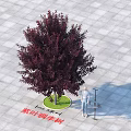 Purple Leaf Chokecherry Tree With Dark Purple Foliage 3 Meters Height On Gray Tile Ground
