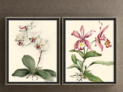 Two Framed Botanical Paintings Featuring White Pink Orchids Green Leaves Roots on Gray Wall 3d model