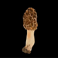 Modern Tricholoma matsutake 3d model