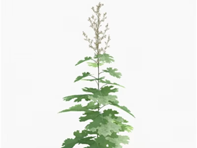 Tall Green Plant With Large Leaves And White Small Flowers On Top 3d model