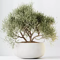 Natural Fresh Garden Decor With Olive Trees Large Leafy Plants In White Pots