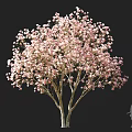 Tall Flowering Arbor with Pink Blossoms in Full Bloom and Silhouette Figure