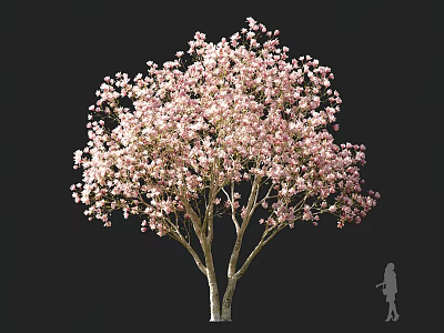 Tall Flowering Arbor with Pink Blossoms in Full Bloom and Silhouette Figure 3d model