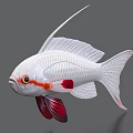 White Aquatic Fish With Red Accents Long Filamentous Fins And Detailed Textured Scales