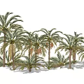 Modern Date Palm Tropical Date Palm 3d model