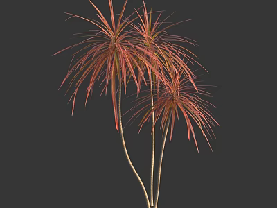 Red Pink Feathery Leaf Trees With Slender Trunks And Lush Foliage 3d model