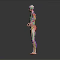 3D Anatomical Model Of Human Limbs With Color Coded Muscle And Organ Structures