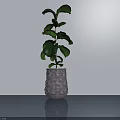 Bonsai Plant In Woven Pot With Lush Green Leaves On Smooth Surface Against White Wall