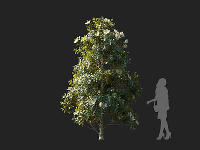 Lush Arbor With Green Leaves And White Flowers Demonstrating Size Through Human Silhouette 3d model