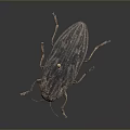 Close Up View Of Detailed Pinned Beetle Insect Specimen With Exoskeleton