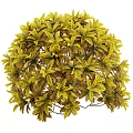 Decorative Shrub With Colorful Variegated Red Green And Yellow Leaves For Garden Decoration