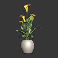 Beautiful Yellow Calla Lilies with Green Leaves in White Vase Decorative Fresh Plant Arrangement