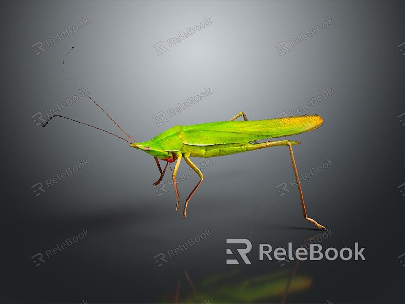 grasshopper insect cartoon locust animation locust anime locust anime game character model