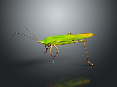 grasshopper insect cartoon locust animation locust anime locust anime game character model