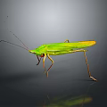 grasshopper insect cartoon locust animation locust anime locust anime game character 3d model