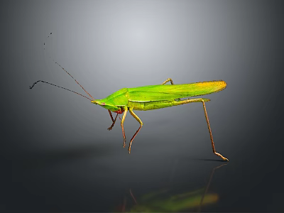 grasshopper insect cartoon locust animation locust anime locust anime game character 3d model