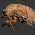 Realistic Brown Beetle With Detailed Exoskeleton In Crawling Position On Gray Gradient Background 3d model