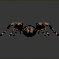 Realistic 3D Spider Model Featuring Black Body And Orange Striped Legs 3d model