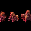 Vibrant Red and Orange Bonsai Potted Plants with Layered Leaves on Black Background