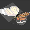 Monarch Butterfly With Orange Black Wings And White Spots On Dark Background