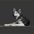 Black and white husky dog lying relaxed on wooden board with collar in studio