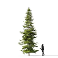 Tall Arbor Standing With Black Clad Person Against White Background