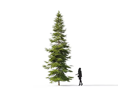 Tall Arbor Standing With Black Clad Person Against White Background 3d model