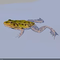 Yellow Frog With Black Spots Transparent Limbs On Blue Surface With Shadow 3d model