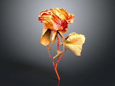 Withered Dried Rose with Orange Red Petals Dried Leaves and Red Stem in Dark Background 3d model