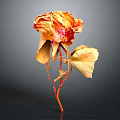 Withered Dried Rose with Orange Red Petals Dried Leaves and Red Stem in Dark Background