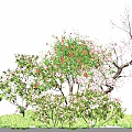 Lush Flowering Shrubs With Pink Red Flowers And Green Leaves Growing In Grass