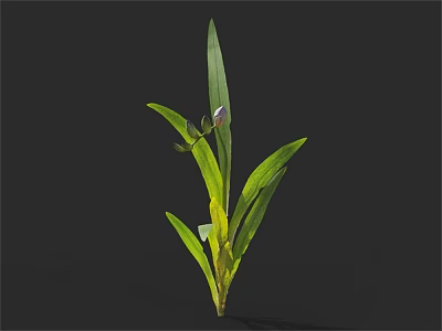 Green Leafy Plant With Long Leaves And Small Purple Bloom 3d model