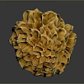 Fresh Natural Morel Mushroom With Yellow Honeycomb Cap And White Stem