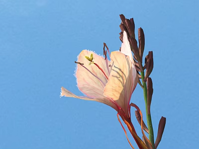 Pink Flower With White Fuzzy Edges Yellow Stamens Dark Brown Buds On Blue Background 3d model