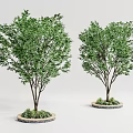Lush Green Trees With Dark Trunks In Round Planters And Small Plants