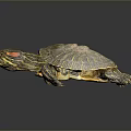 Turtle Tortoise Brazilian Tortoise Cartoon Tortoise Snapping Turtle Chickpedo Reptile Cold Blooded Animal Reptile 3d model