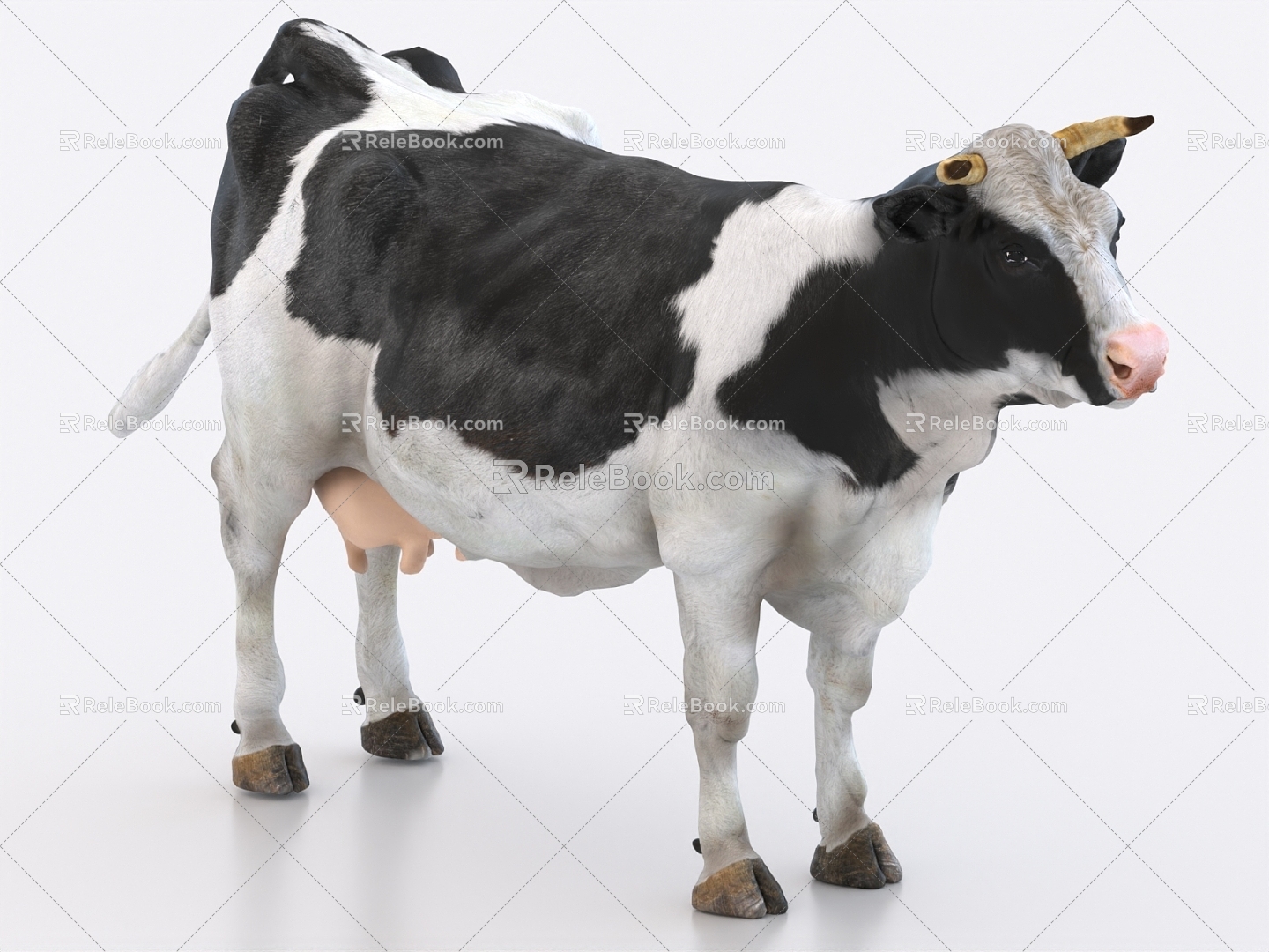 cow animal 3d model