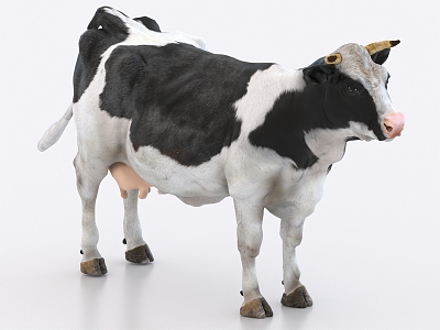 cow animal 3d model