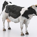 cow animal 3d model