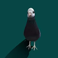 A White Head Pigeon with Purple Neck and Grayish Black Body Standing on Green Background