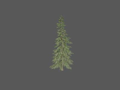 Modern Pine 3d model