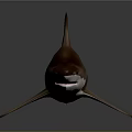 Realistic Brown Shark With Sharp Dorsal Fin And Muscular Body On Dark Background